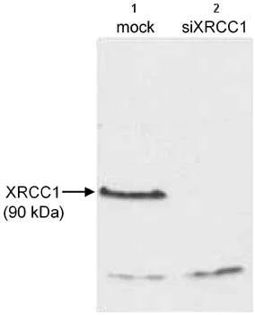 Western blot - Anti-XRCC1 antibody (AB9147)