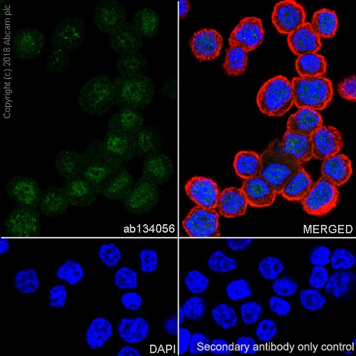 Immunocytochemistry/ Immunofluorescence - Anti-XRCC1 antibody [EPR4389(2)] (AB134056), expandable thumbnail
