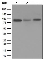 Western blot - Anti-XRCC1 antibody [EPR4389(2)] (AB134056), expandable thumbnail