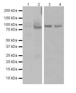 Western blot - Anti-XRCC1 antibody [EPR4389(2)] (AB134056), expandable thumbnail