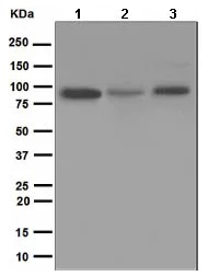 Western blot - Anti-XRCC1 antibody [EPR4389(2)] - BSA and Azide free (AB226150)