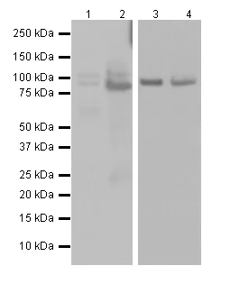 Western blot - Anti-XRCC1 antibody [EPR4389(2)] - BSA and Azide free (AB226150)