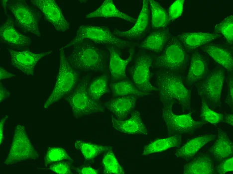 Immunocytochemistry/ Immunofluorescence - Anti-XRCC2 antibody (AB180752)