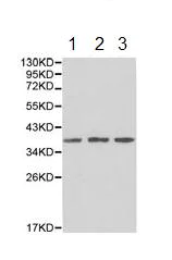Western blot - Anti-XRCC2 antibody (AB180752)