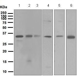 Western blot - Anti-XRCC2 antibody [EPR5149] - BSA and Azide free (AB248049), expandable thumbnail