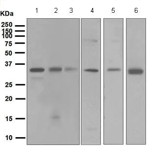 Western blot - Anti-XRCC2 antibody [EPR5149] - BSA and Azide free (AB248049)