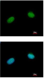 Immunocytochemistry/ Immunofluorescence - Anti-XRCC3 antibody (AB97390)