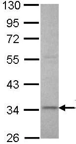 Western blot - Anti-XRCC3 antibody (AB97390)