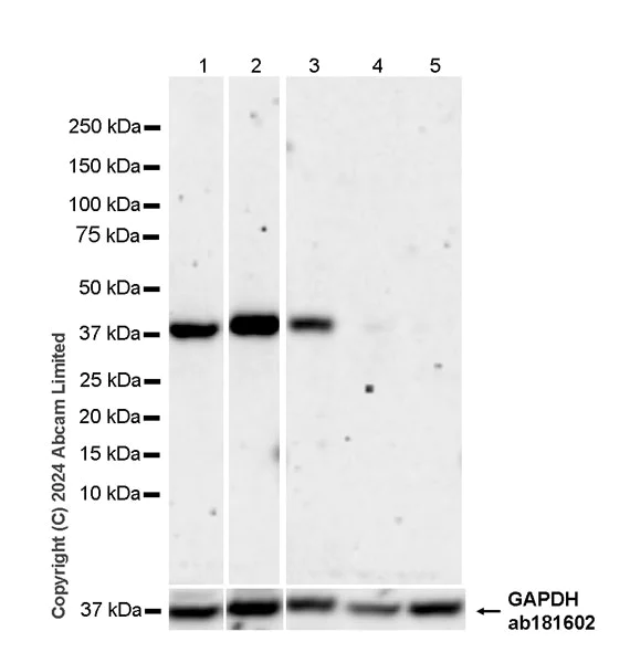 Western blot - Anti-XRCC3 antibody [EPR28957-35] (AB321986)