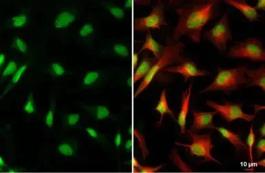 Immunocytochemistry/ Immunofluorescence - Anti-XRCC4 antibody (AB97351)
