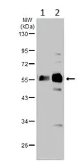 Western blot - Anti-XRCC4 antibody (AB97351)