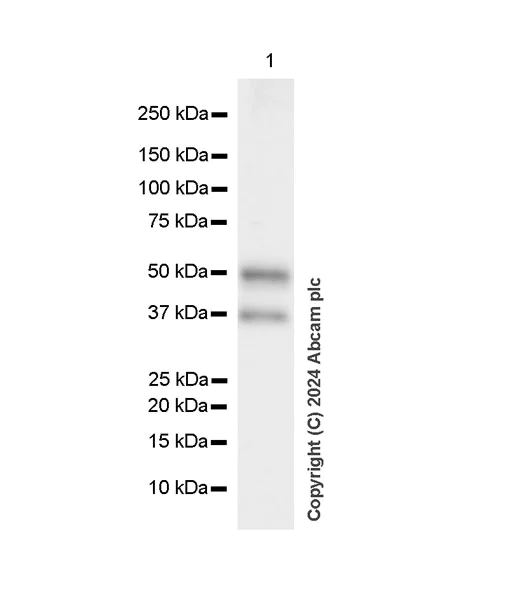 Western blot - Anti-XRCC4 antibody [EPR28958-63] (AB317697)
