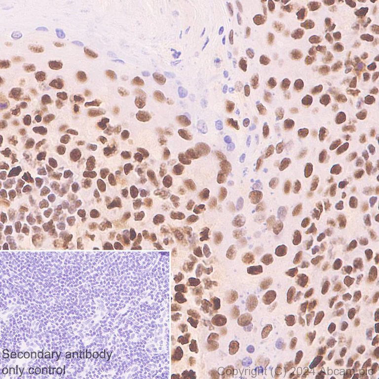 Immunohistochemistry (Formalin/PFA-fixed paraffin-embedded sections) - Anti-XRCC4 antibody [EPR28958-63] - BSA and Azide free (AB317698)