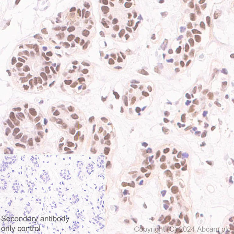 Immunohistochemistry (Formalin/PFA-fixed paraffin-embedded sections) - Anti-XRCC4 antibody [EPR28958-63] - BSA and Azide free (AB317698)