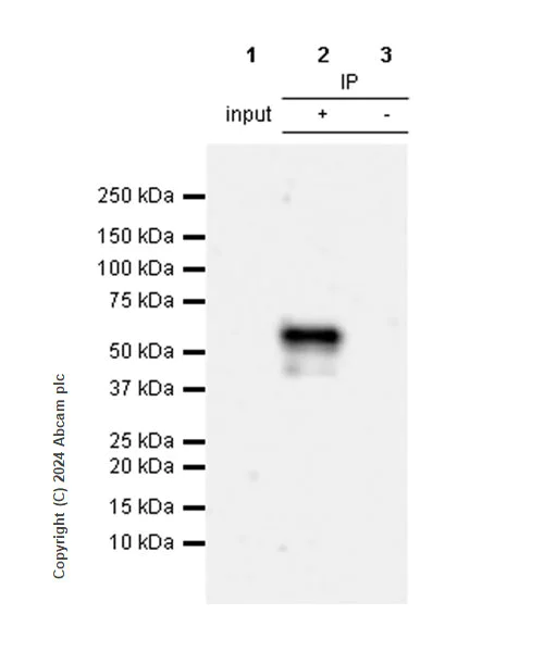Immunoprecipitation - Anti-XRCC4 antibody [EPR28958-63] - BSA and Azide free (AB317698)