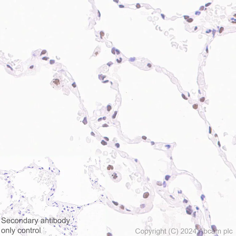 Immunohistochemistry (Formalin/PFA-fixed paraffin-embedded sections) - Anti-XRN2 antibody [EPR28598-13] (AB318132)