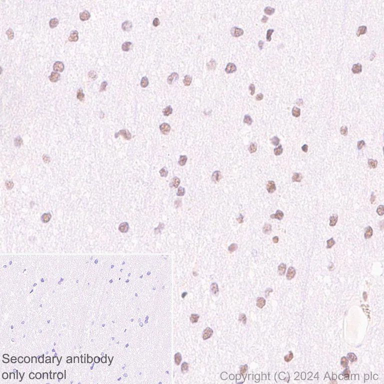 Immunohistochemistry (Formalin/PFA-fixed paraffin-embedded sections) - Anti-XRN2 antibody [EPR28598-13] (AB318132)