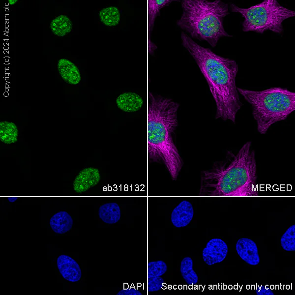 Immunocytochemistry/ Immunofluorescence - Anti-XRN2 antibody [EPR28598-13] - BSA and Azide free (AB318133)