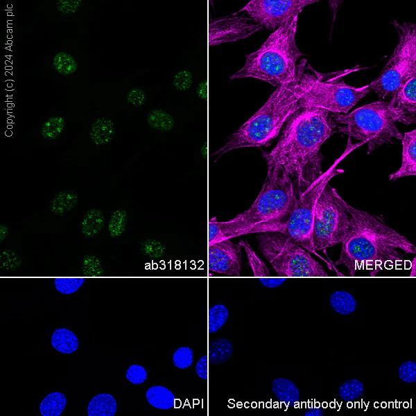 Immunocytochemistry/ Immunofluorescence - Anti-XRN2 antibody [EPR28598-13] - BSA and Azide free (AB318133)