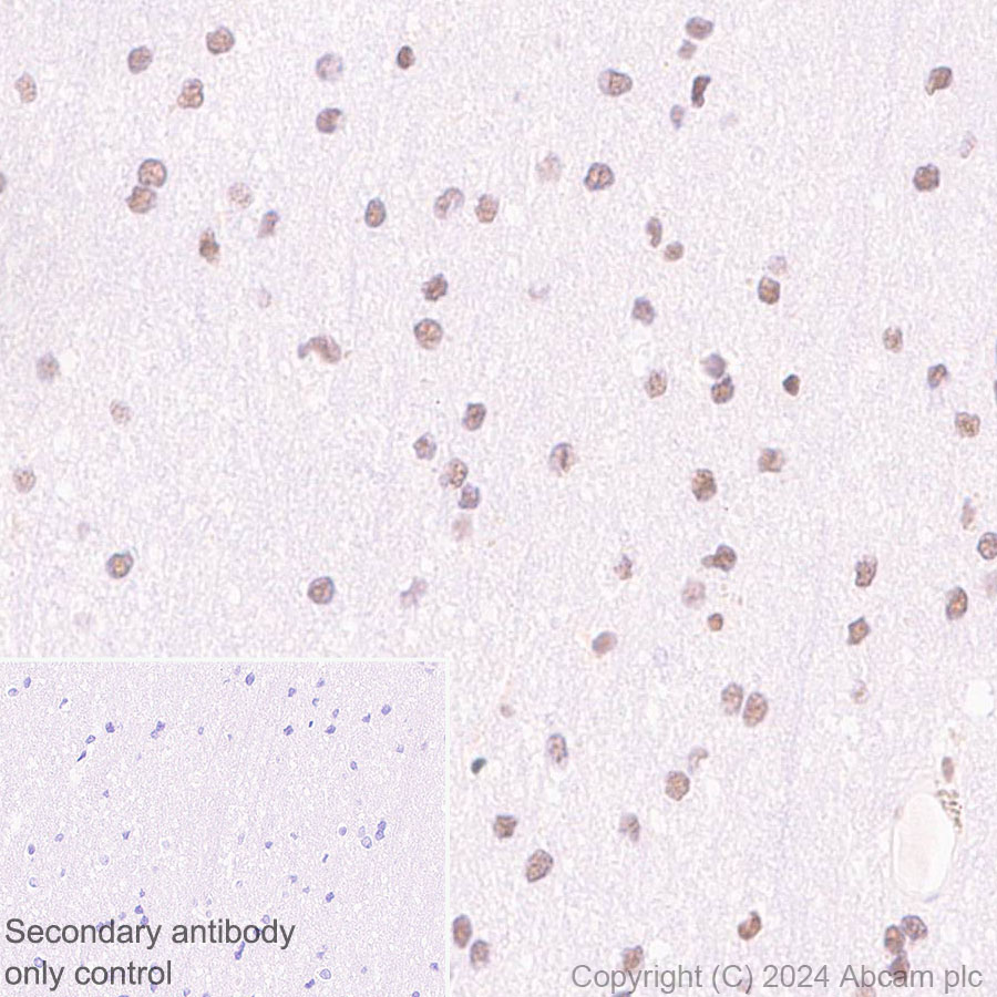Immunohistochemistry (Formalin/PFA-fixed paraffin-embedded sections) - Anti-XRN2 antibody [EPR28598-13] - BSA and Azide free (AB318133), expandable thumbnail