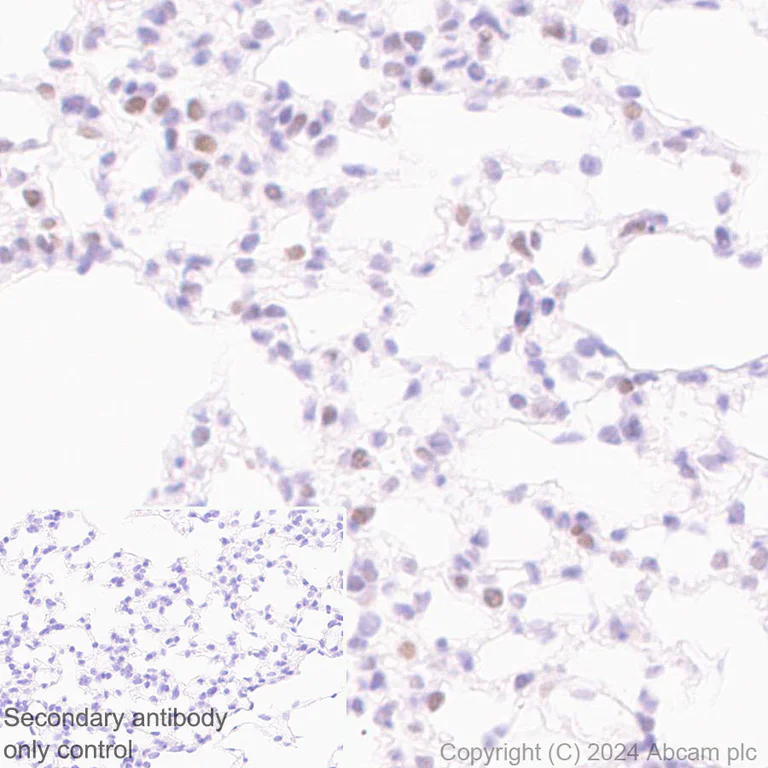 Immunohistochemistry (Formalin/PFA-fixed paraffin-embedded sections) - Anti-XRN2 antibody [EPR28598-13] - BSA and Azide free (AB318133)