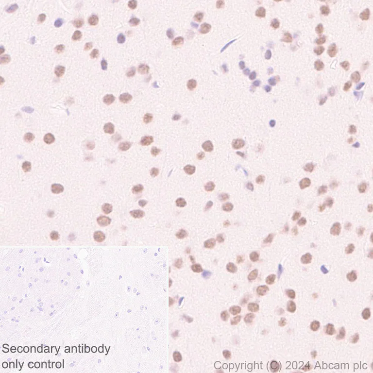 Immunohistochemistry (Formalin/PFA-fixed paraffin-embedded sections) - Anti-XRN2 antibody [EPR28598-13] - BSA and Azide free (AB318133)