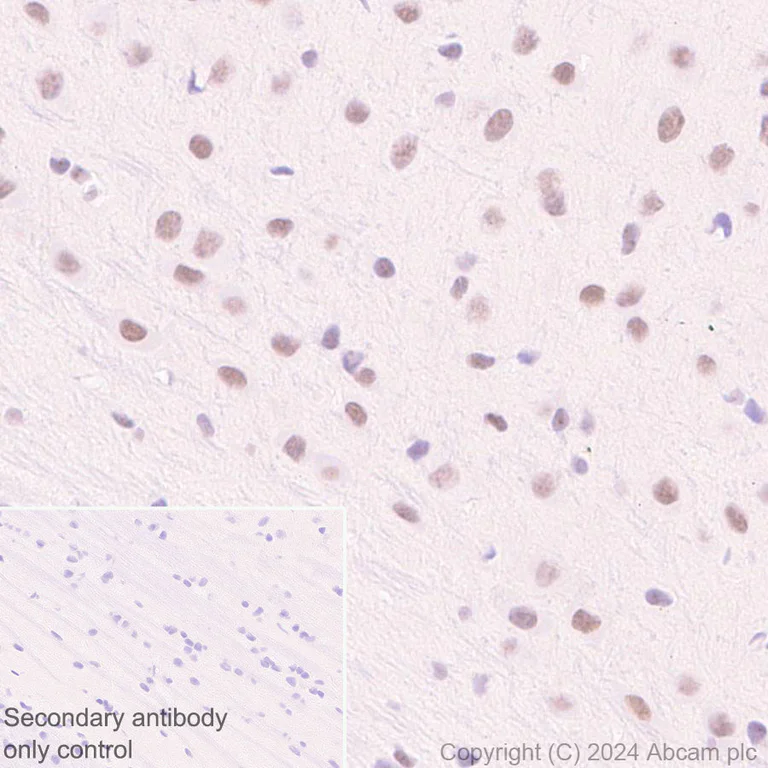 Immunohistochemistry (Formalin/PFA-fixed paraffin-embedded sections) - Anti-XRN2 antibody [EPR28598-13] - BSA and Azide free (AB318133)