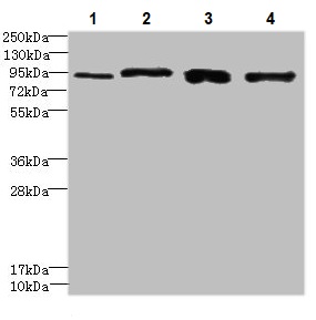 Western blot - Anti-XRRA1 antibody (AB235784)