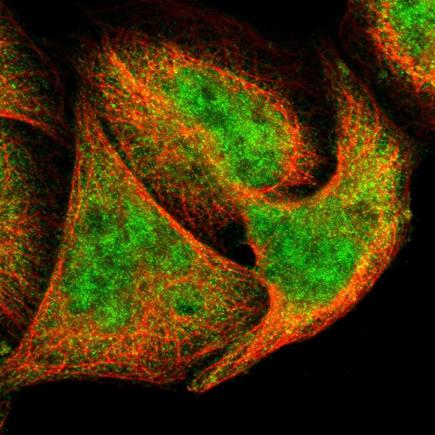 Immunocytochemistry/ Immunofluorescence - Anti-XTP3TPA antibody (AB224051), expandable thumbnail