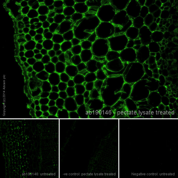 Immunocytochemistry/ Immunofluorescence - Anti-xyloglucan antibody [LM15] (AB190146), expandable thumbnail