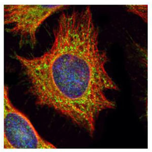 Immunocytochemistry/ Immunofluorescence - Anti-XYLT2 antibody (AB155193), expandable thumbnail