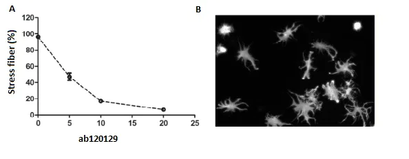 Functional Studies - Y-27632 dihydrochloride, Rho kinase inhibitor (AB120129)