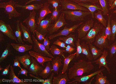 Immunocytochemistry - Anti-Y14 antibody [4C4] (AB5828)