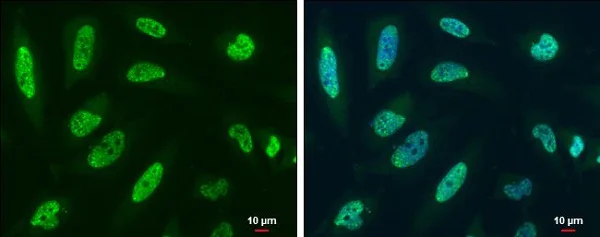 Immunocytochemistry/ Immunofluorescence - Anti-Y14 antibody (AB229573)