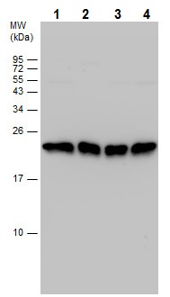 Western blot - Anti-Y14 antibody (AB229573), expandable thumbnail