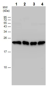 Western blot - Anti-Y14 antibody (AB229573)