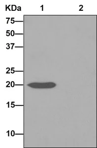 Immunoprecipitation - Anti-Y14 antibody [EPR13945(B)] (AB181038)