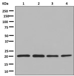 Western blot - Anti-Y14 antibody [EPR13945(B)] - BSA and Azide free (AB250301)