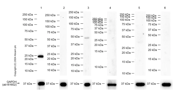 Western blot - Anti-YAF2 antibody [EPR11020] (AB177945)