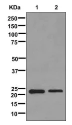 Western blot - Anti-YAF2 antibody [EPR11020] - BSA and Azide free (AB250017)