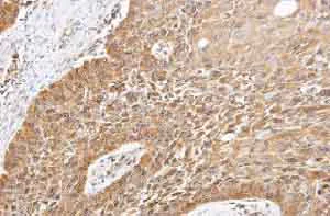 Immunohistochemistry (Formalin/PFA-fixed paraffin-embedded sections) - Anti-YANK2 antibody (AB154657)