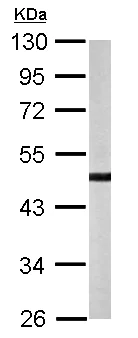 Western blot - Anti-YANK2 antibody (AB154657)