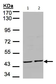 Western blot - Anti-YANK2 antibody (AB154657)