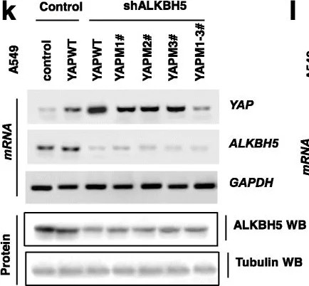 Western blot - Anti-YAP1 antibody [2F12] (AB56701)