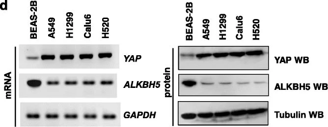 Western blot - Anti-YAP1 antibody [2F12] (AB56701)