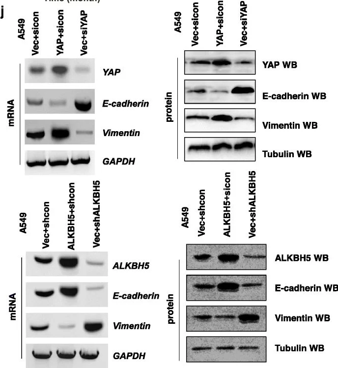 Western blot - Anti-YAP1 antibody [2F12] (AB56701)