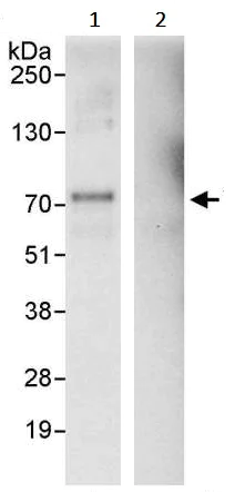 Immunoprecipitation - Anti-YAP1 antibody (AB245286)