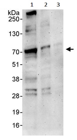 Western blot - Anti-YAP1 antibody (AB245286), expandable thumbnail
