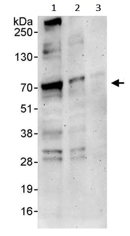 Western blot - Anti-YAP1 antibody (AB245286)