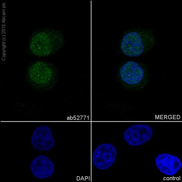 Immunocytochemistry/ Immunofluorescence - Anti-YAP1 antibody [EP1674Y] (AB52771)